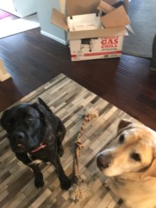 Dexter and Luna, our yellow lab and brindle mastiff