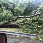 downed tree in tamarindo