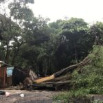 downed tree in tropical storm Nate