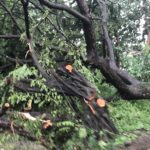 downed tree in reserva conchal